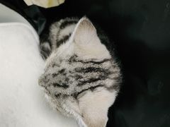 -宠福鑫康馨动物医院·骨科·眼科