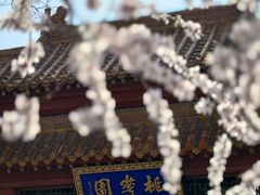 -桃花堤公园
