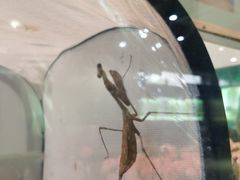 -上海昆虫博物馆