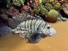 -上海海洋水族馆