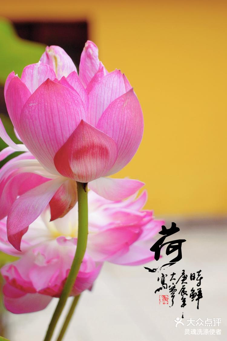 盛开的花朵唤醒心灵佛前的莲花