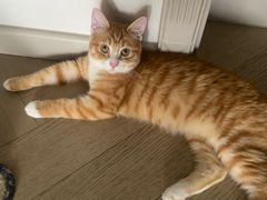 -北京观赏动物医院·24小时大型综合·猫专科·异宠专科