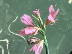 -广州白江湖森林公园