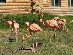 -哈尔滨北方森林动物园