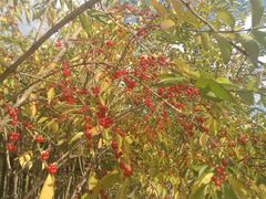 -永定河休闲森林公园