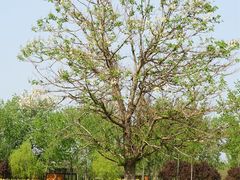 -汉长安城未央宫国家考古遗址公园