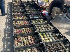 -中环花鸟鱼虫市场