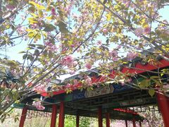 -南汇桃花村