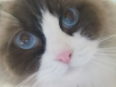 -平行世界·猫咖(首经贸店)