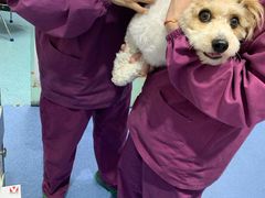-顺强宠物诊所·狂犬免疫·夜诊·骨科(嘉定店)