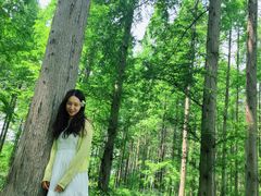 -黄海国家森林公园