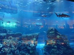 -迪拜水族馆及水下动物园