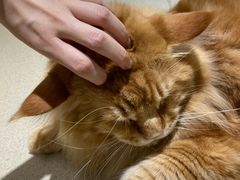 -藏猫猫咖啡主题馆(中央大道店)