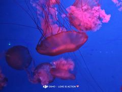 -蓬莱欧乐堡海洋极地世界