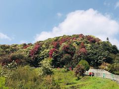 -贵州百里杜鹃风景名胜区