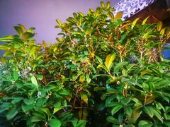 -阿细汉菜(本地盐帮菜名店)