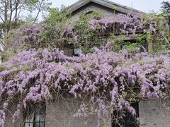 -嘉定紫藤园