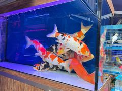 -青石桥花鸟鱼虫市场(叠翠城店)