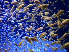 -成都浩海立方海洋公园