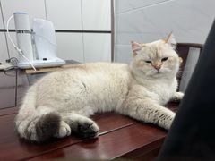 -屋虎猫馆(宝安大仟里店)