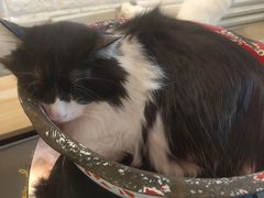 -平行世界·猫咖(首经贸店)
