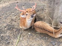 -鹿境梅花鹿生态园区
