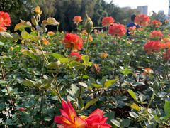 -人民公园(罗湖区)