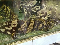 -真浪大家乐海鲜餐馆