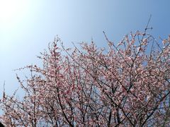 -樱桃山旅游景区