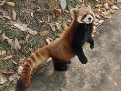 -合肥野生动物园