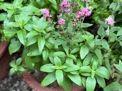 -食欲老院子荆芥疙瘩汤(经五路店)