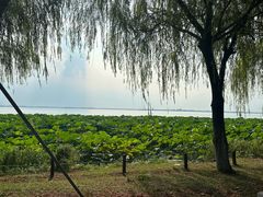 -阳澄湖费尔蒙酒店
