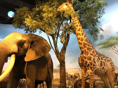 -陕西自然博物馆