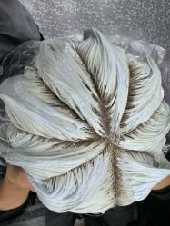 -藤野造型烫染·接发