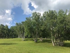 -乌兰布统景区-白桦林