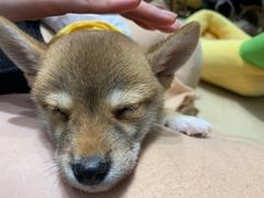 -逗柴咖啡屋·狗咖猫咖宠物桌游