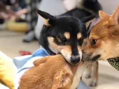 -逗柴咖啡屋·狗咖猫咖宠物桌游