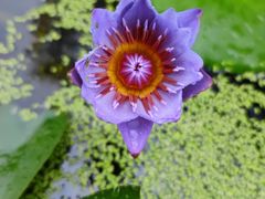 -深圳市中科院仙湖植物园