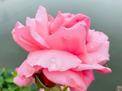 -鹅湖玫瑰文化园