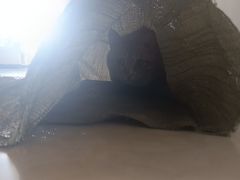 -江湾体育中心游泳馆