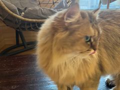 -滚猫咖啡·猫咖·猫友好撸猫(未来城店)