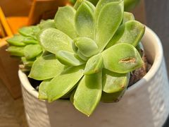 -杭州君悦酒店·青莳