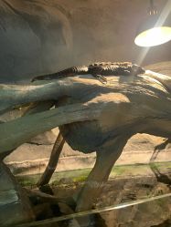 -Zoolung Zoolung动物主题公园(海信广场店)