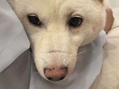 -柴犬小屋·柴餐厅·狗咖食堂(金鼎广场店)