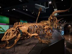 -墨尔本博物馆(Melbourne Museum)