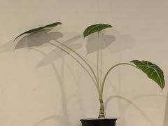 -CCC COFFEE 喜喜喜咖啡