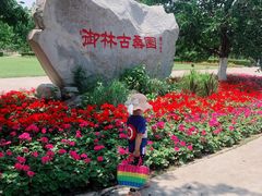 -御林古桑园