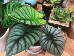 -Rabbit Cafe私房西餐甜点咖啡(栖霞路店)