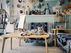 -平行世界·猫咖(首经贸店)