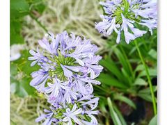 -三圣花乡旅游区